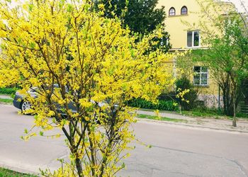 Yellow flowering tree by street against building