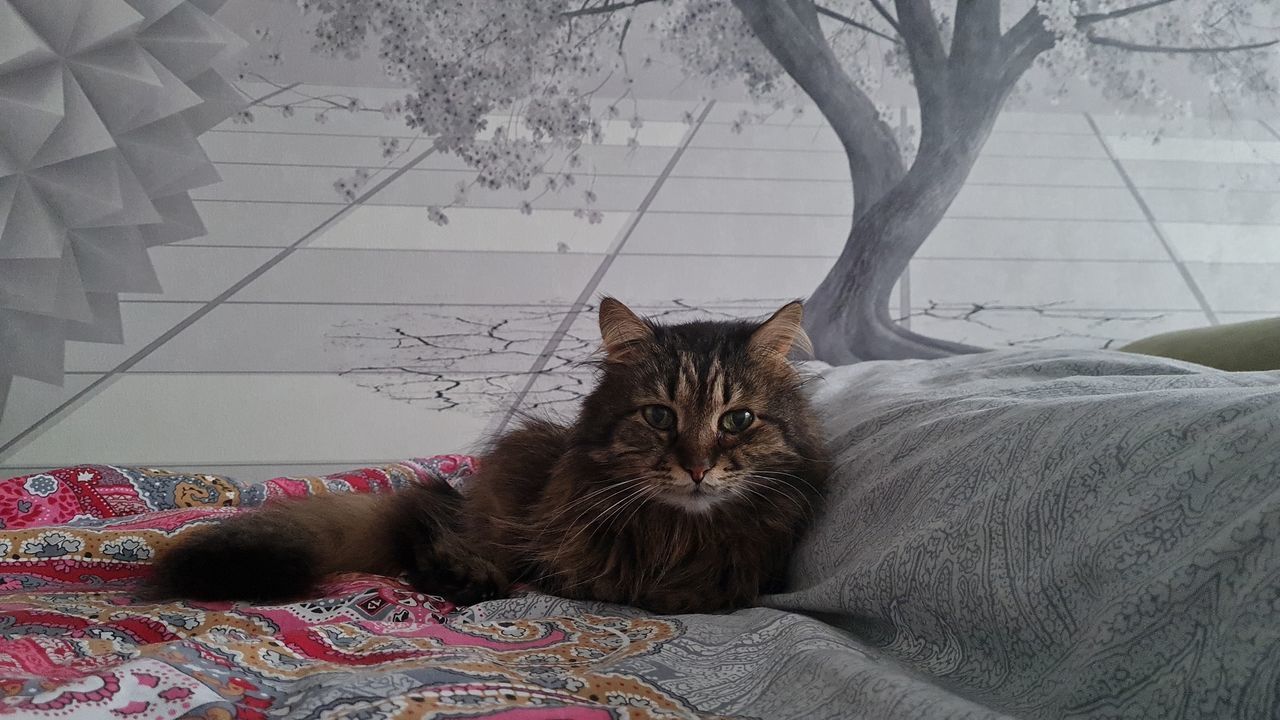 PORTRAIT OF CAT RESTING ON BED