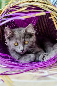 Close-up portrait of black cat in basket