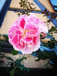 Close-up of pink rose blooming outdoors