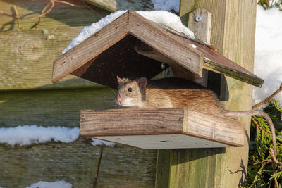 Close-up of squirrel on wood