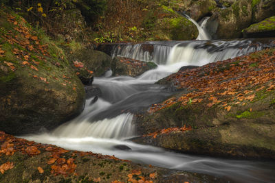 Scenic view of waterfall in forest