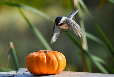 Black-headed chickadee on a pumpkin in autumn