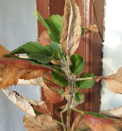 Close-up of leaves growing on tree trunk