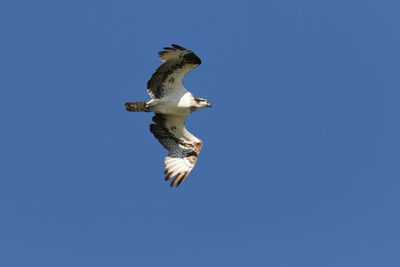 Osprey fly by