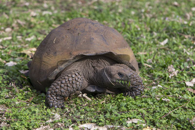 Galapagos giant tortoise with muddy domed shell seen crawling with mouth full of vegetation