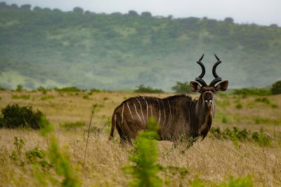 Portrait of kudu standing on grassy field