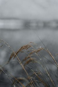 Close-up of crop growing on field