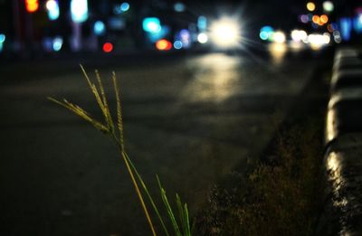 Close-up view of night