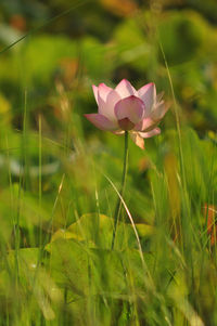 Close-up of pink flowering plant on field