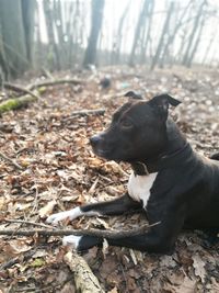 Close-up of black dog on field