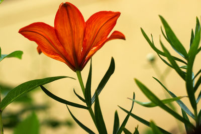 Close-up of red flowering plant