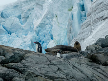 Penguins and fur seals on rocks against glacier in antarctica