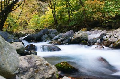 Stream flowing through rocks in forest