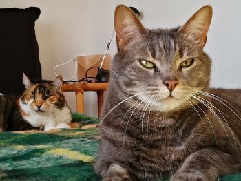 Portrait of tabby cat