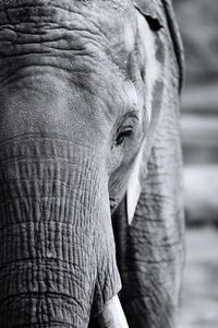 Close-up of elephant