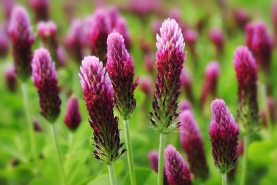 Close-up of purple flowers blooming outdoors