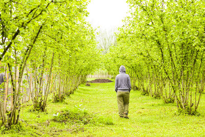 Women walk in hazelnut trees plantation, landscape and view agriculture plantation in georgia