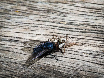 High angle view of fly on wood