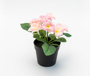 Close-up of pink rose flower against white background