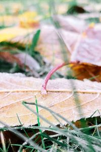 Close-up of fresh plant