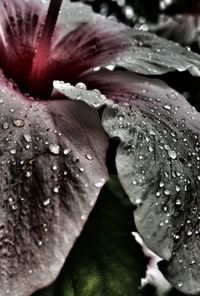 Close-up of water drops on leaves