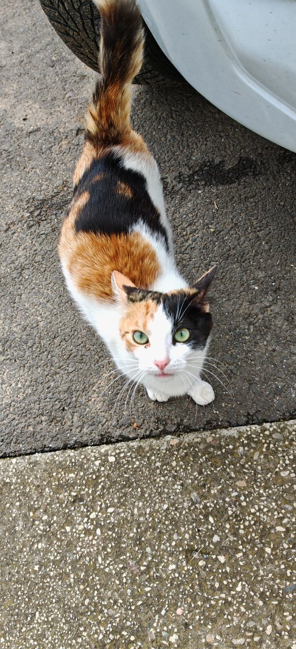 animal, animal themes, mammal, pet, domestic animals, one animal, cat, domestic cat, feline, high angle view, whiskers, looking at camera, portrait, no people, day, small to medium-sized cats, felidae, kitten, street, animal body part, city