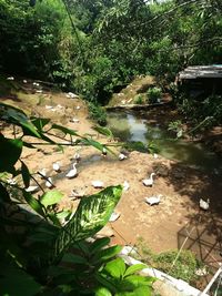 Trees in pond