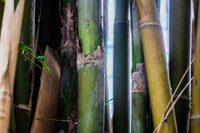 Close-up of bamboo plant