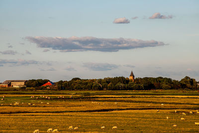 Scenic view of agricultural field against sky