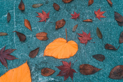 High angle view of maple leaves