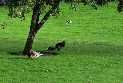 View of a bird on field