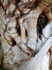 Full frame shot of tree trunk