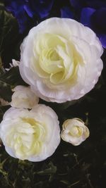 Close-up of flowers blooming outdoors