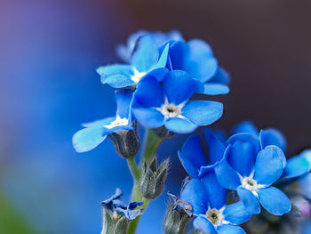 Close-up of blue flowering plant