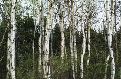 Low angle view of trees in forest
