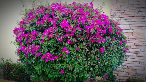 Purple flowers blooming outdoors
