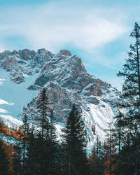 Pine trees on snowcapped mountains against sky