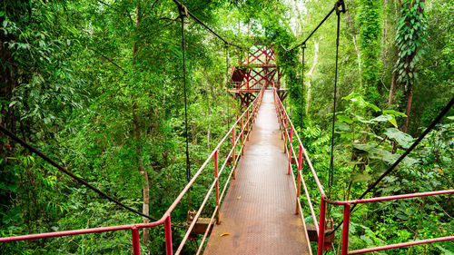 Footbridge amidst trees in forest