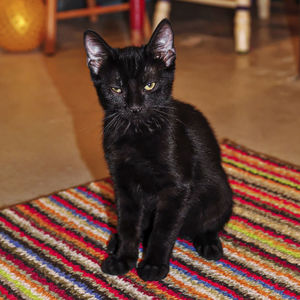 Portrait of black cat sitting on floor at home
