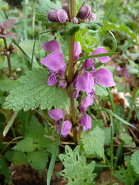 Close-up of purple flowers on plant