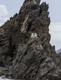 Scenic view of a pair of gulls on a rocky peak against a rugged background with cloudy sky