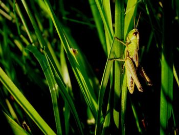 Close-up of grasshopper on plant