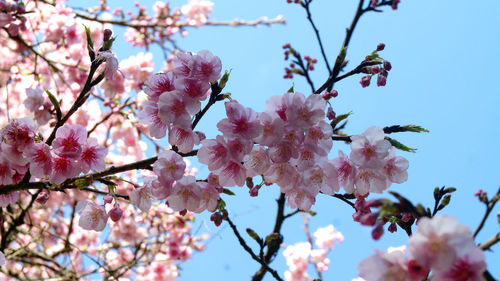 Low angle view of cherry blossom tree