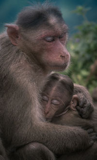 Close-up of monkey embracing infant outdoors