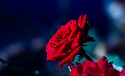 Close-up of red flower blooming outdoors