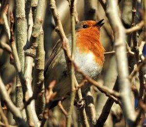 Close-up of bird perching on branch