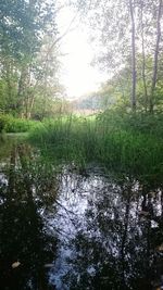 Reflection of trees in lake