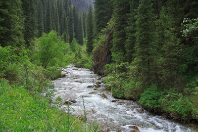 Scenic view of waterfall amidst trees in forest