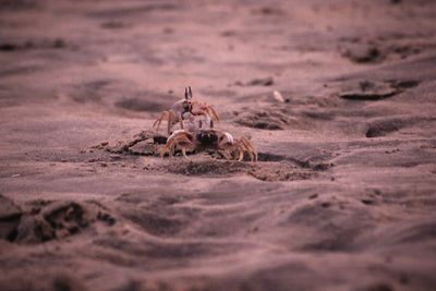 Close-up of spider on the beach